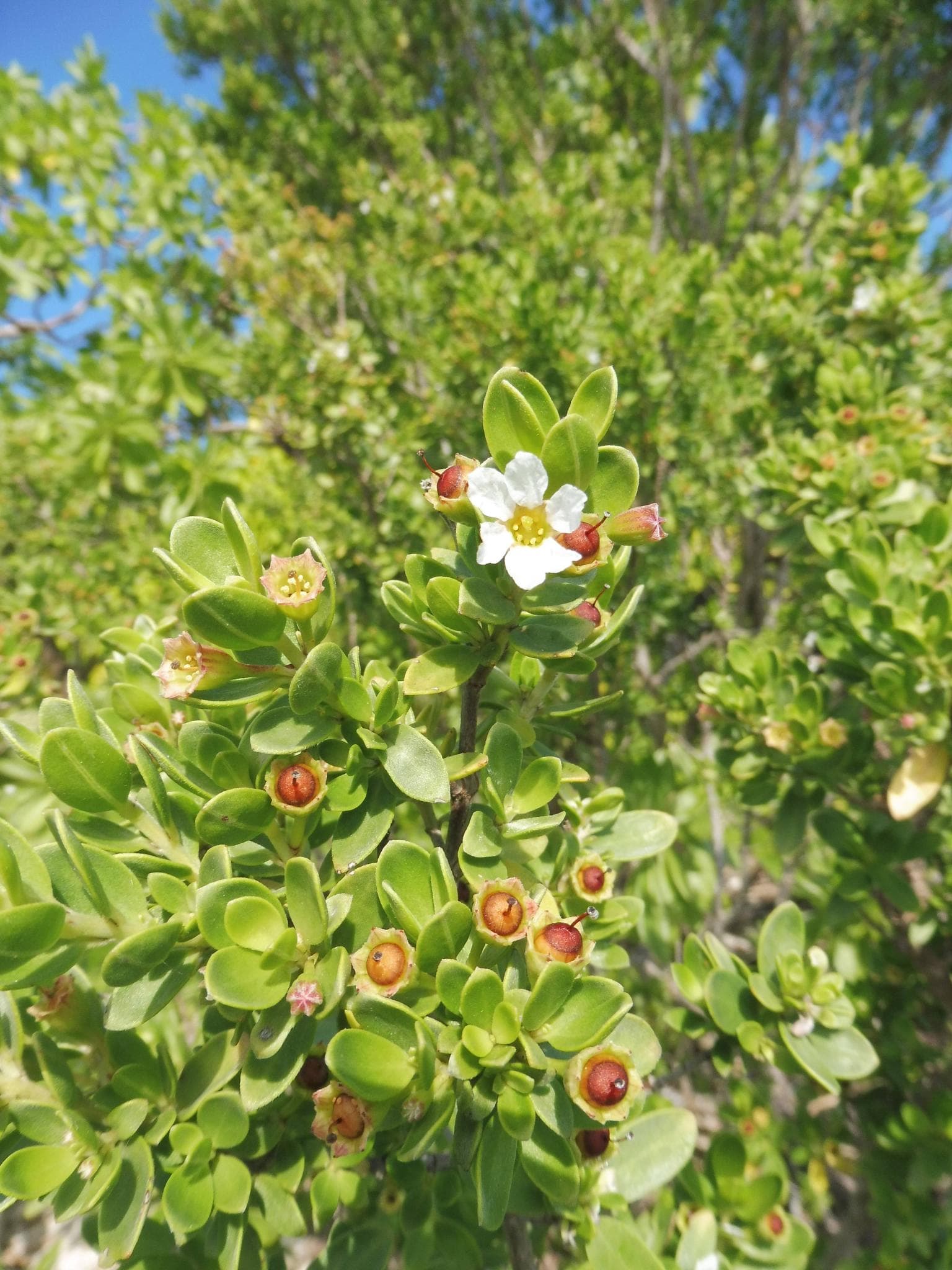 Pemphis acidula flower and fruit on motu Ahuroa