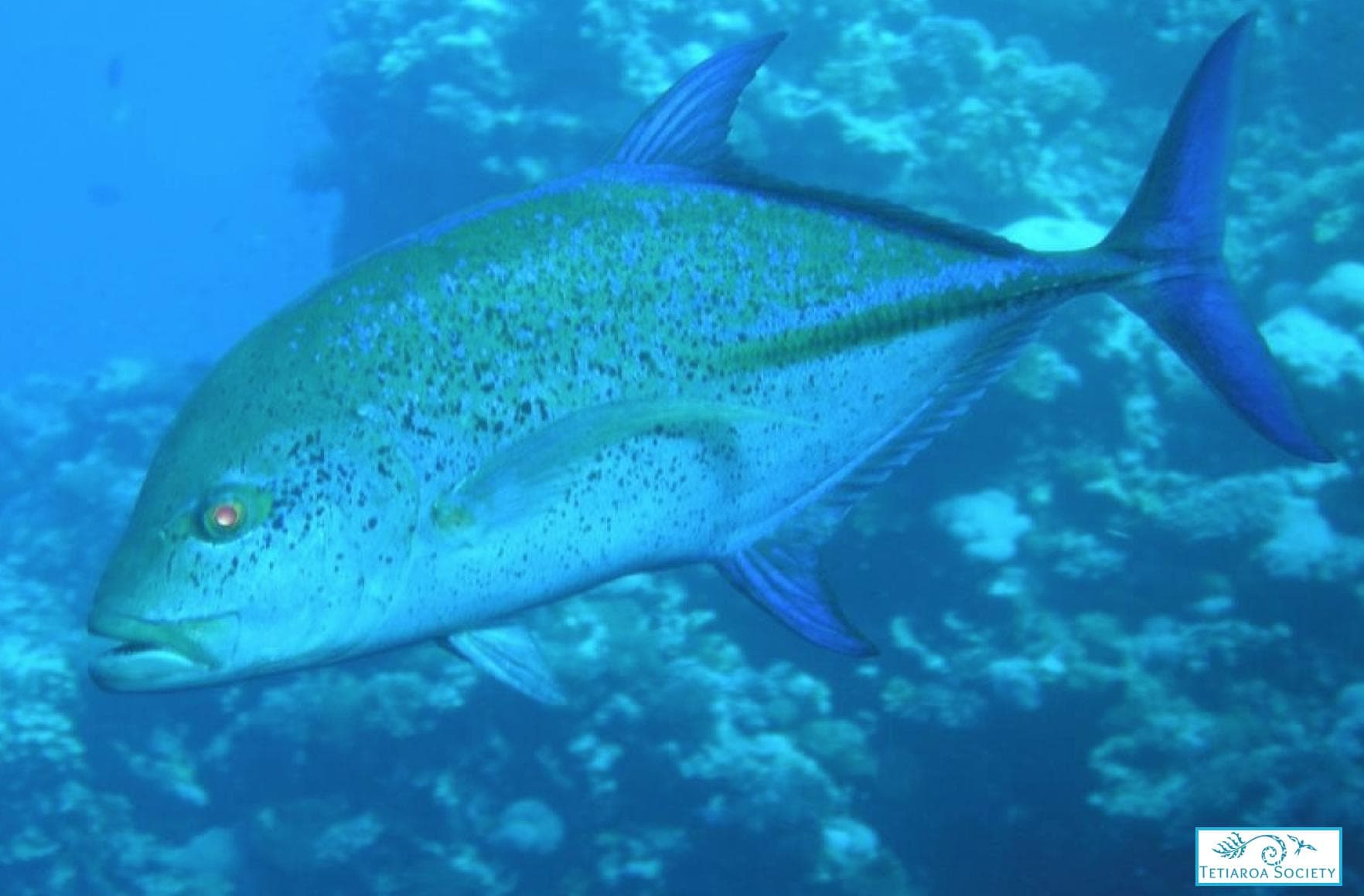 Blue Jack fish