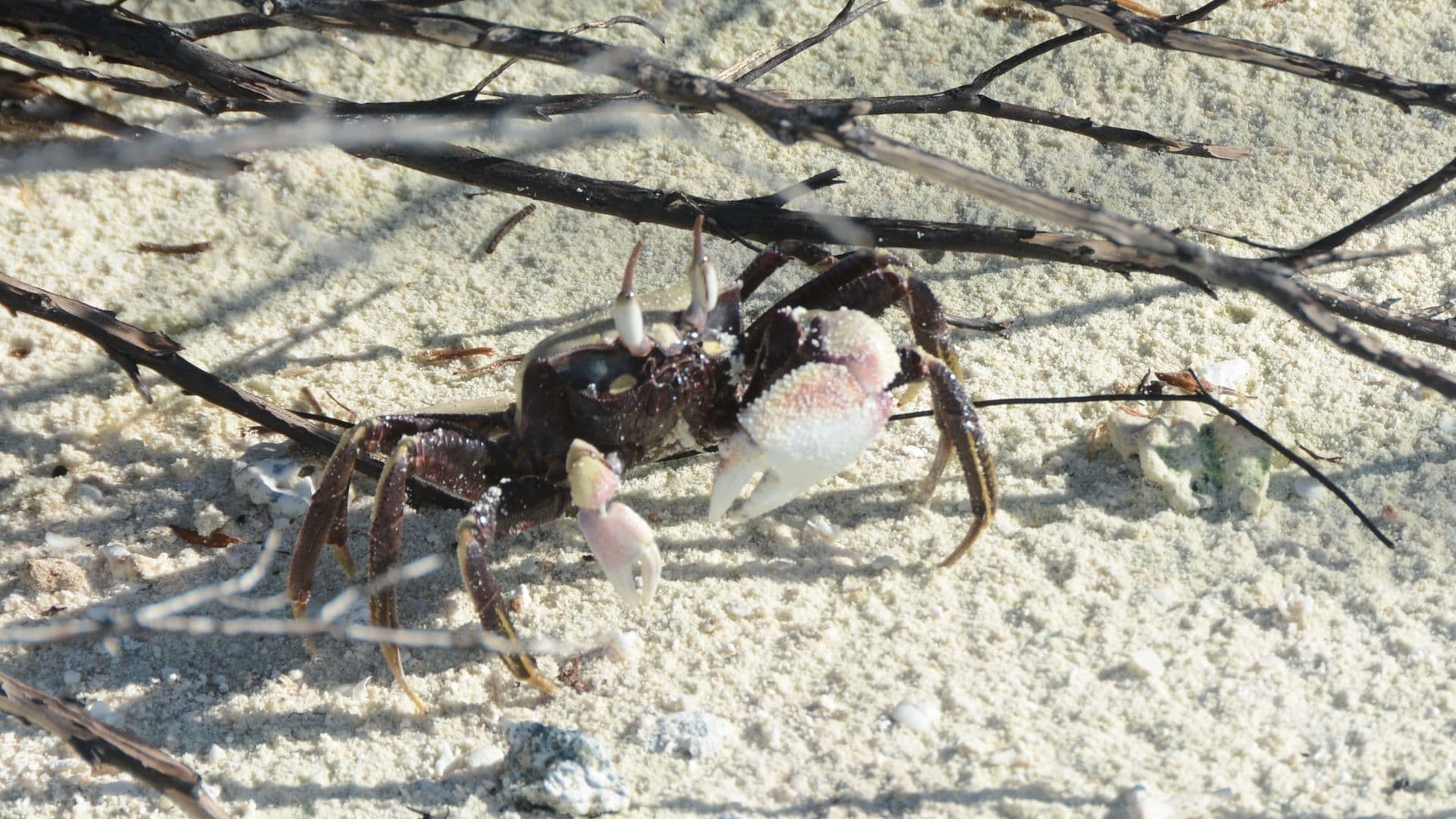fiddler crab