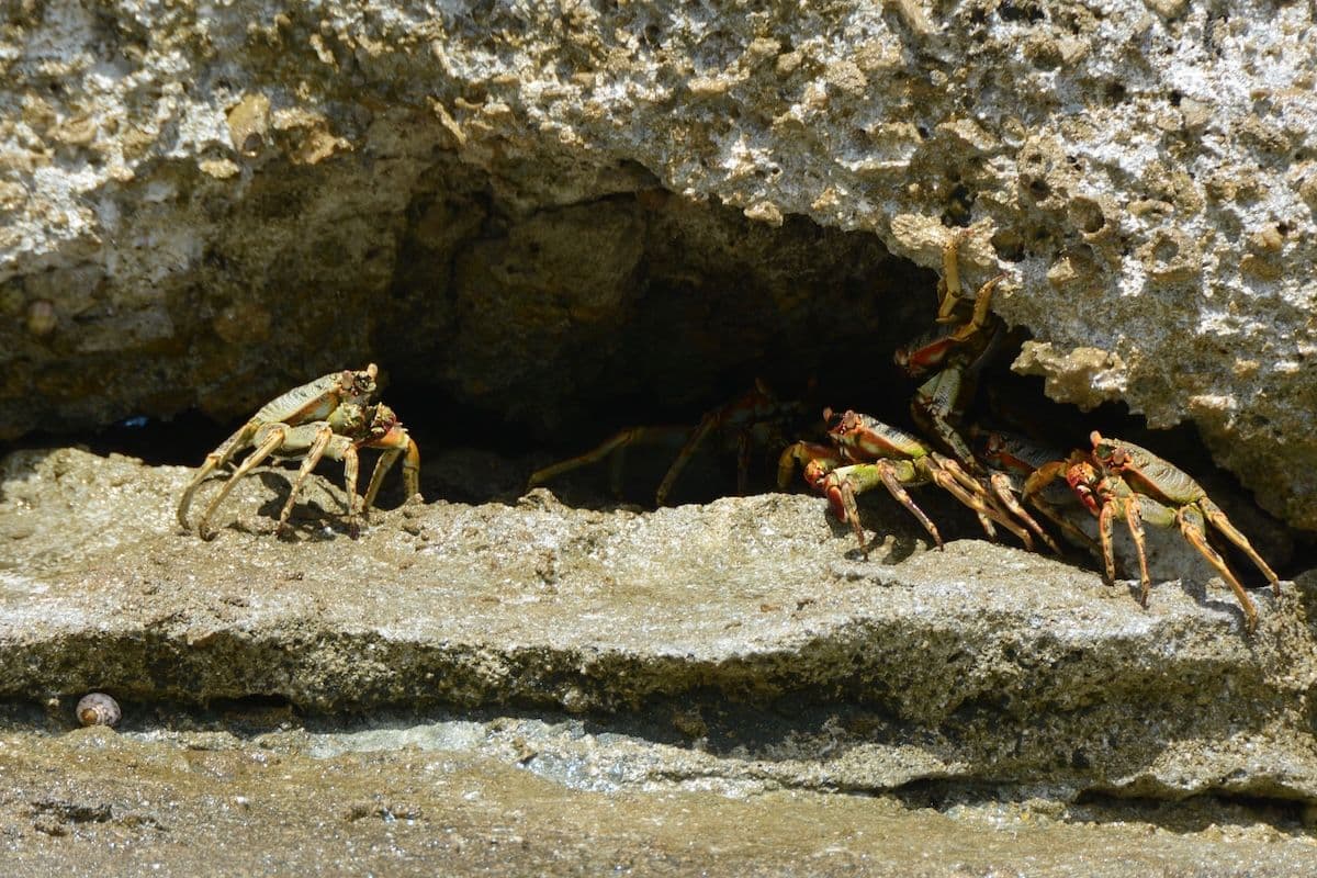 It is very common on rocky beaches. It can run very fast and jump from rock to rock, and can be fun to observe.