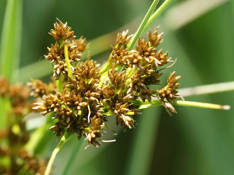 Cladium-mariscus-flower-spike