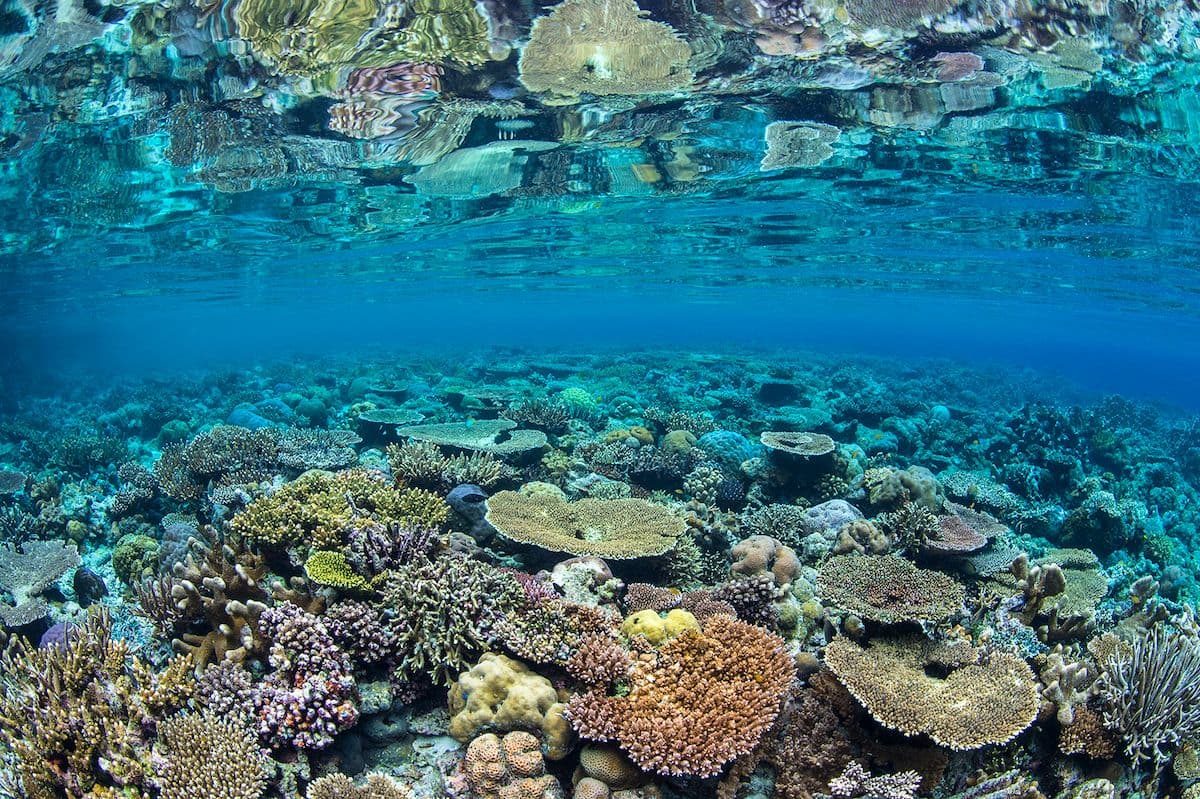 CoralReefs/AlexMustard/CoralReefImageBank