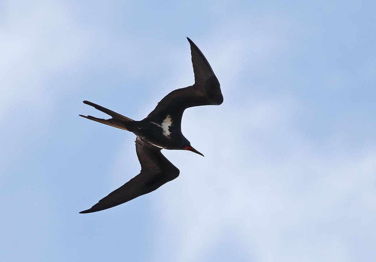 Adult male - Lesser Frigatebird
