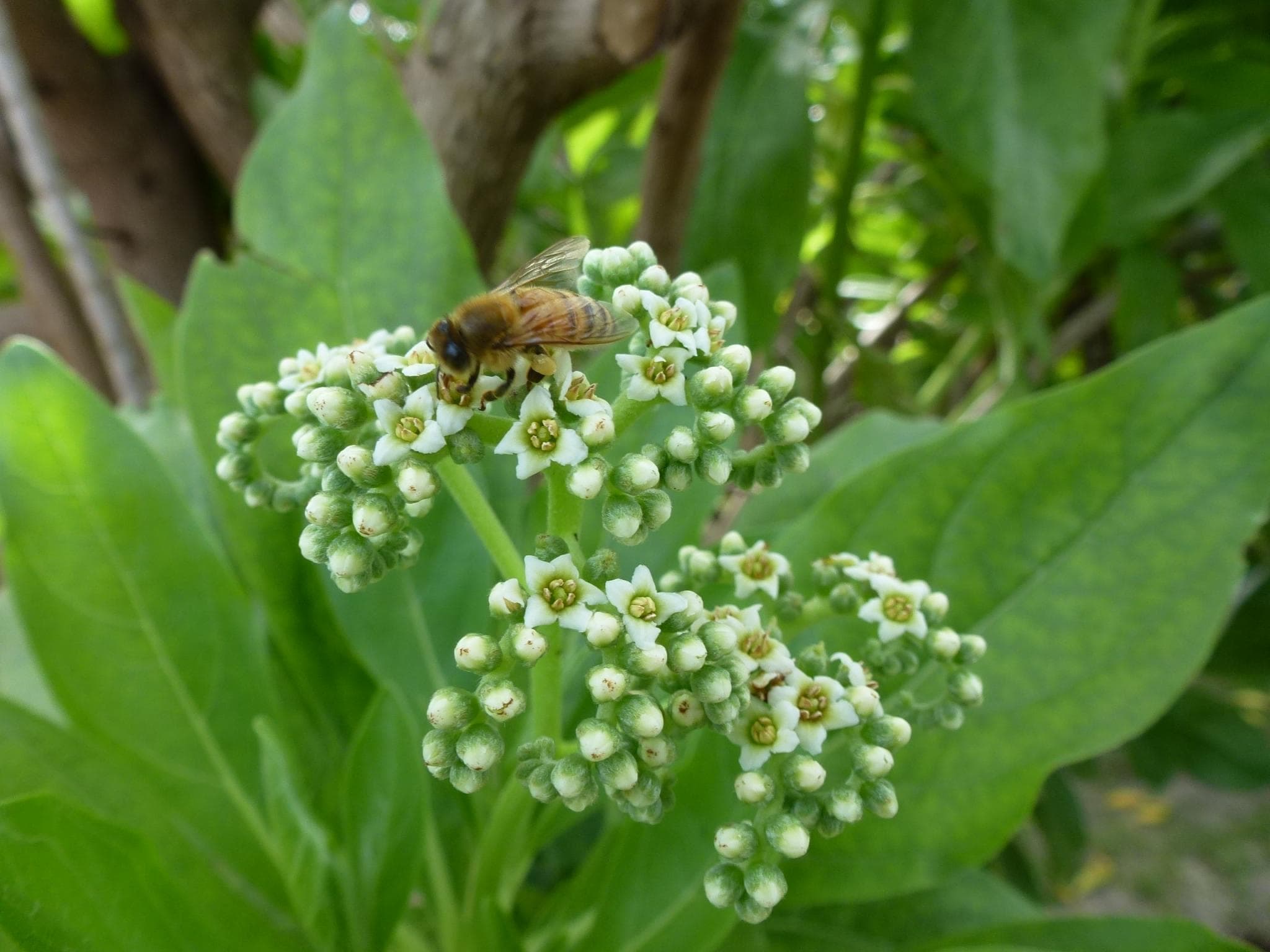 Busy bee