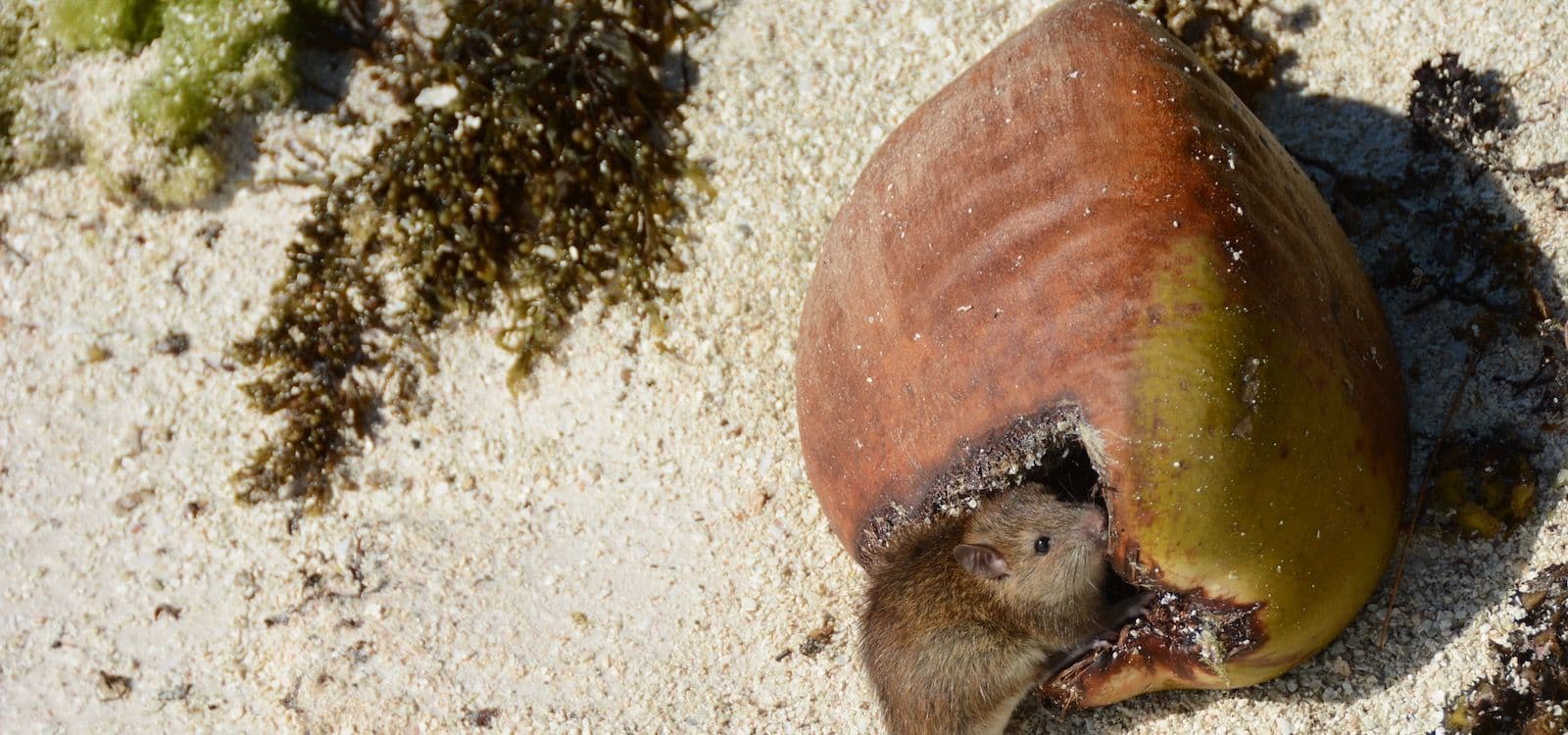 a rat, snacking on a coconut