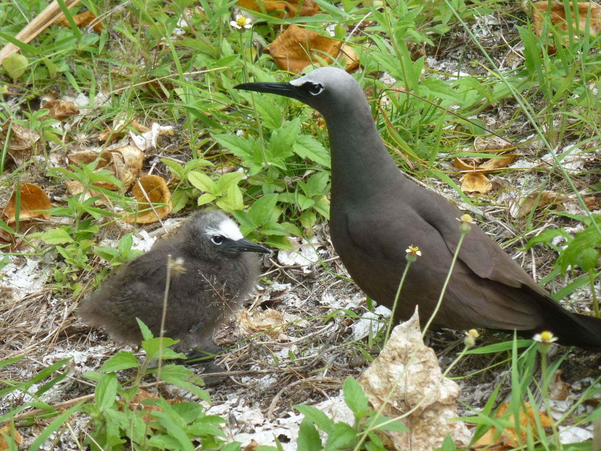 Brown Noddy adult with his baby