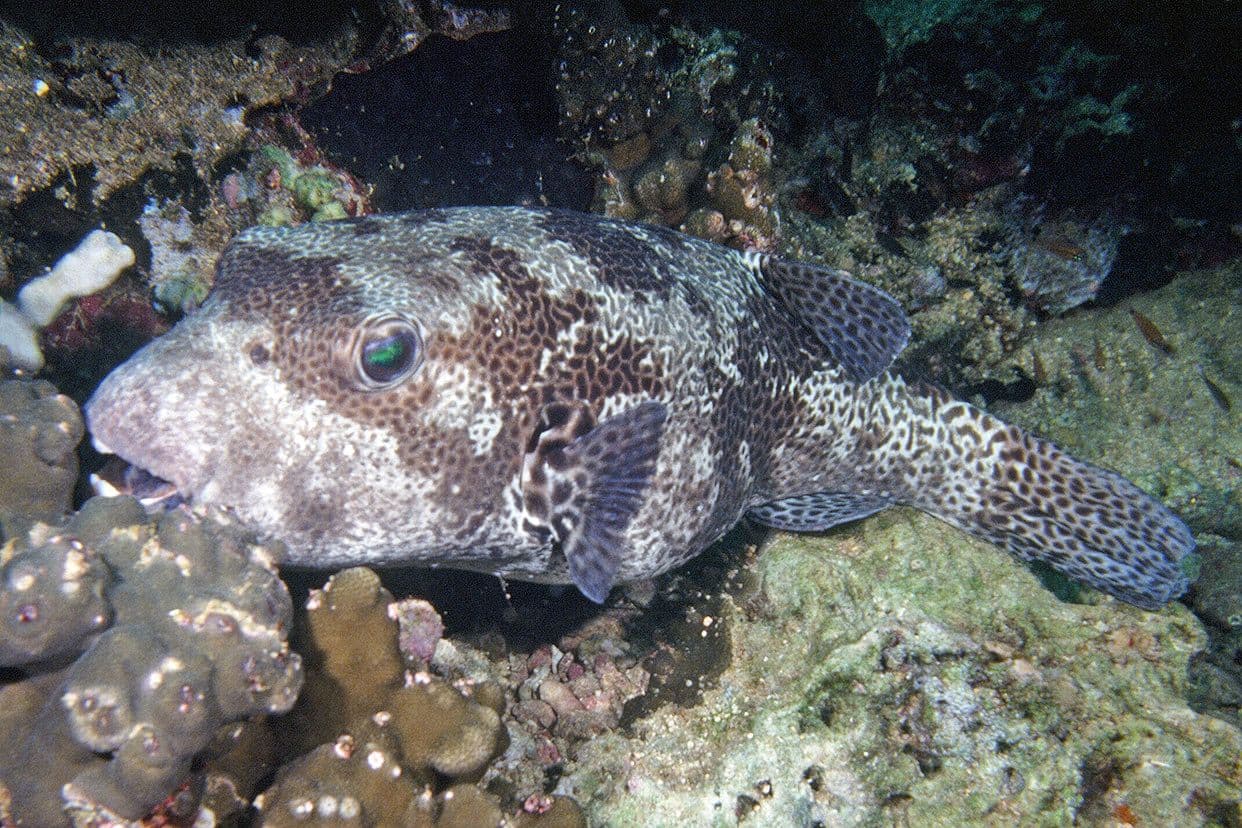 Hue mōrori Hiding in the coral