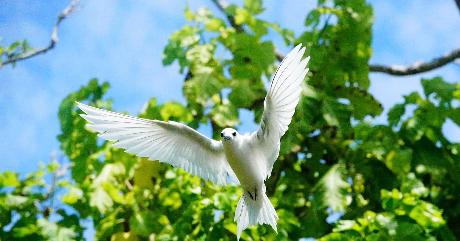white tern