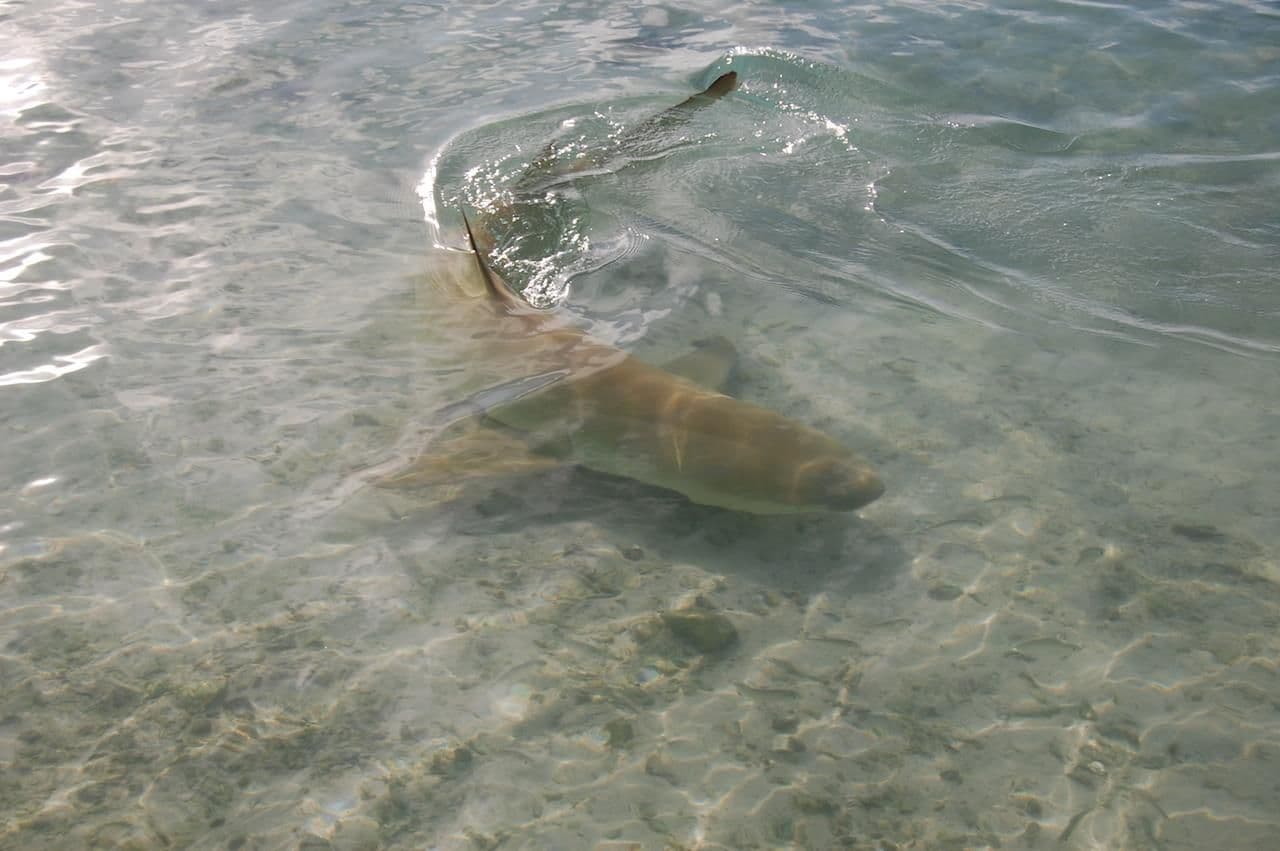 Its jaw and teeth extend in several rows, which allow it to seize and swallow its prey directly.