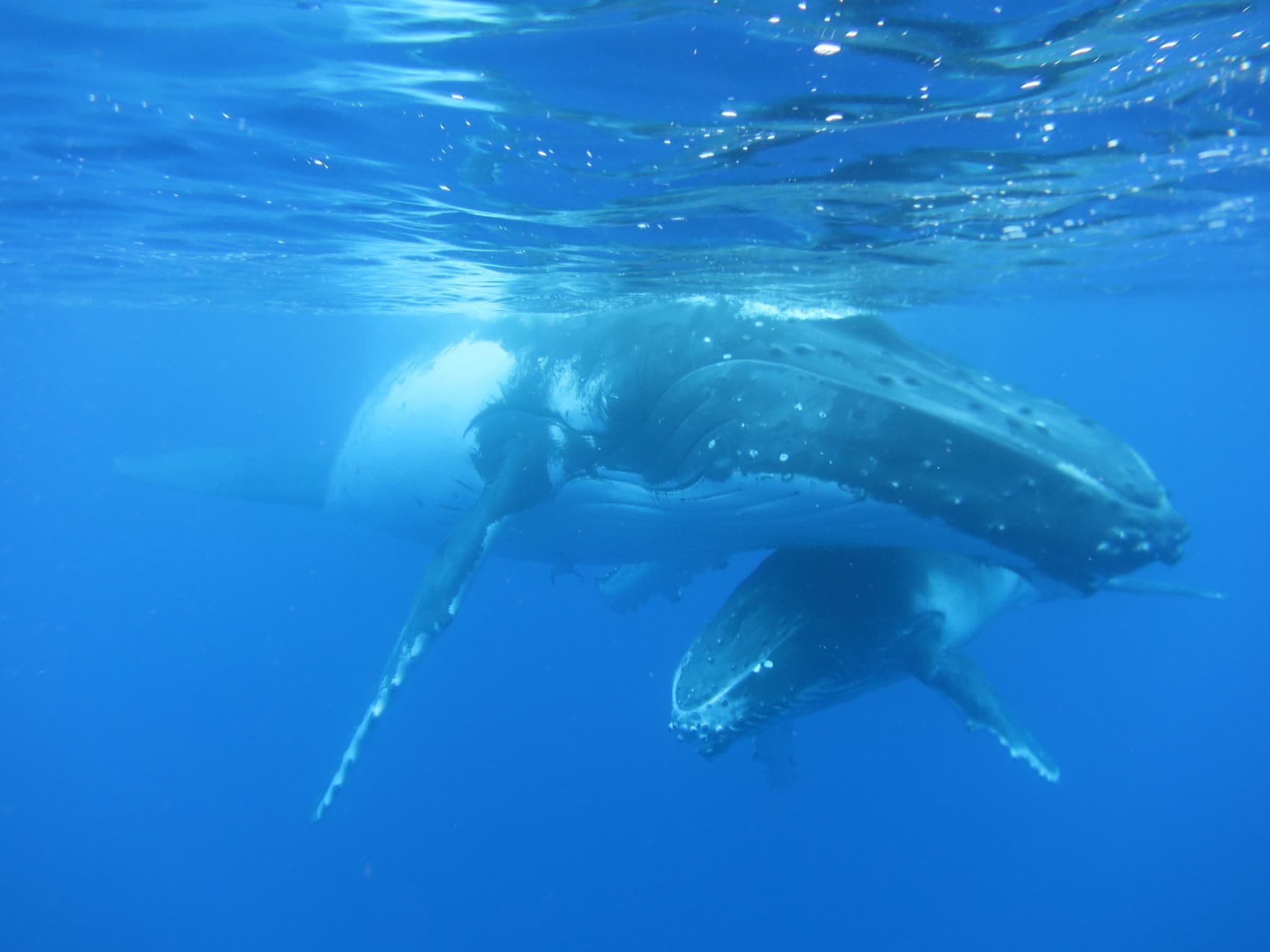 Tohora come to our warm waters from June to November to breed, give birth, nurse, and rest.