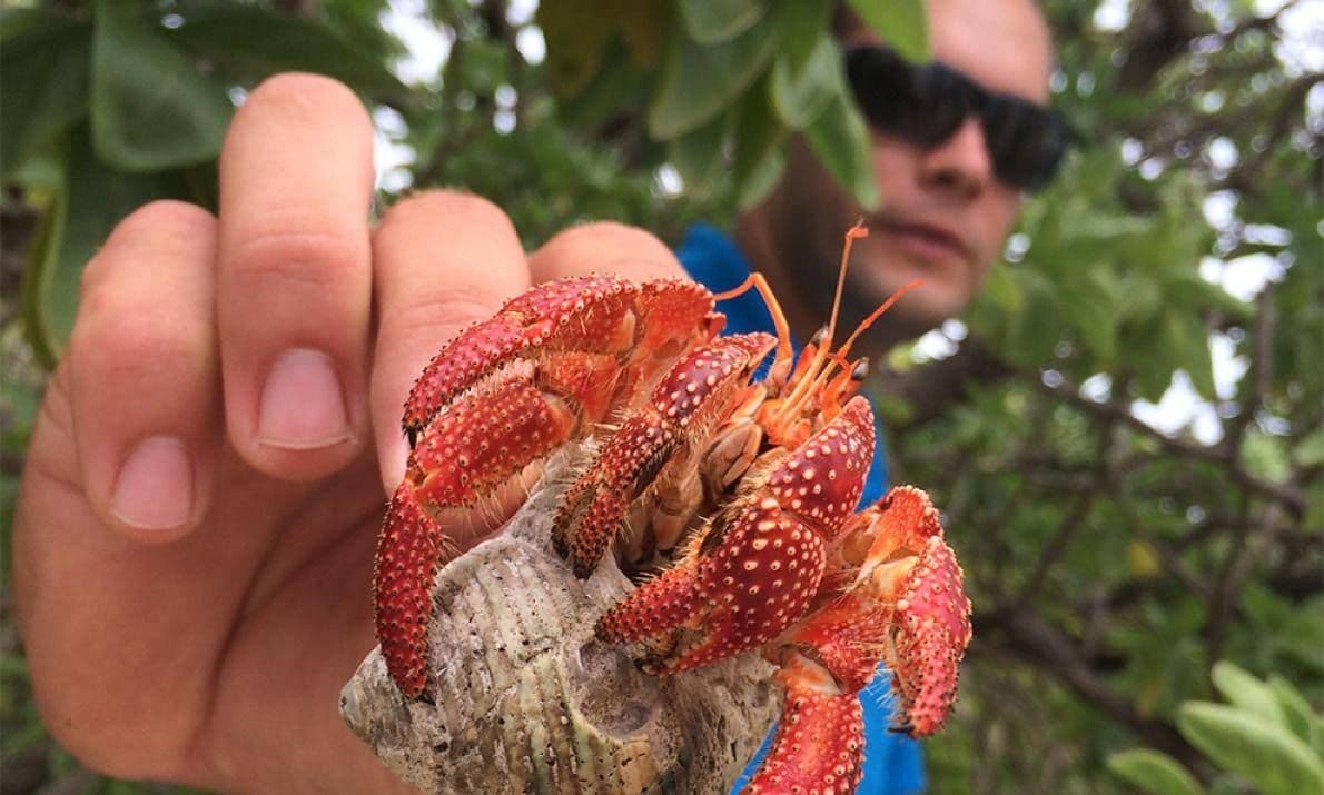 Moana and a strawberry hermit crab