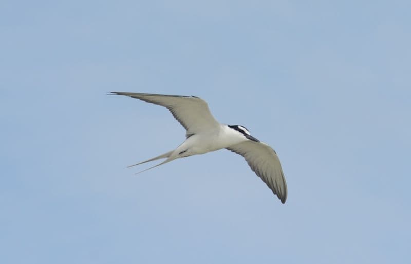 Grey-Backed Tern fly