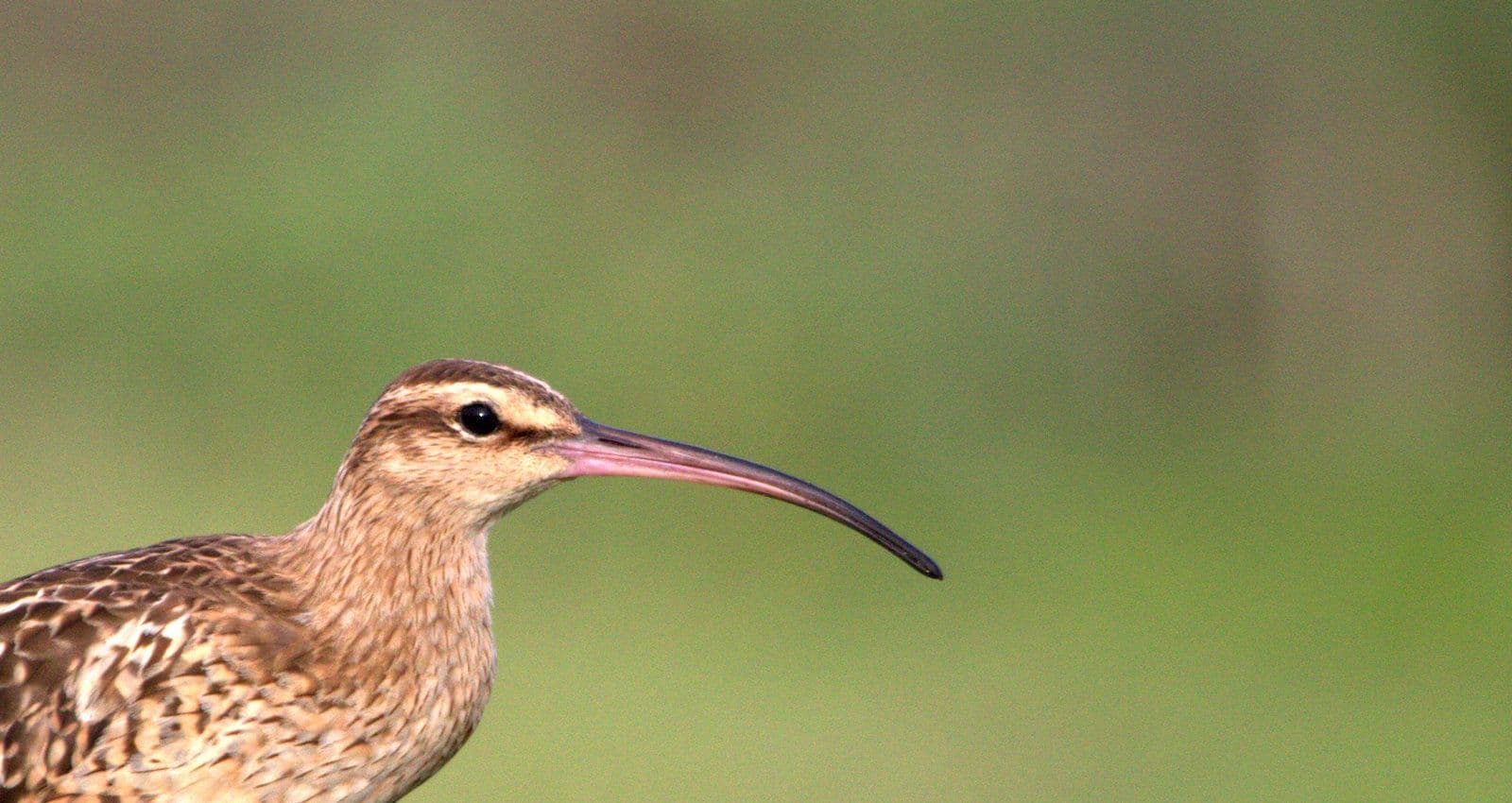 bristle-thighed curlew