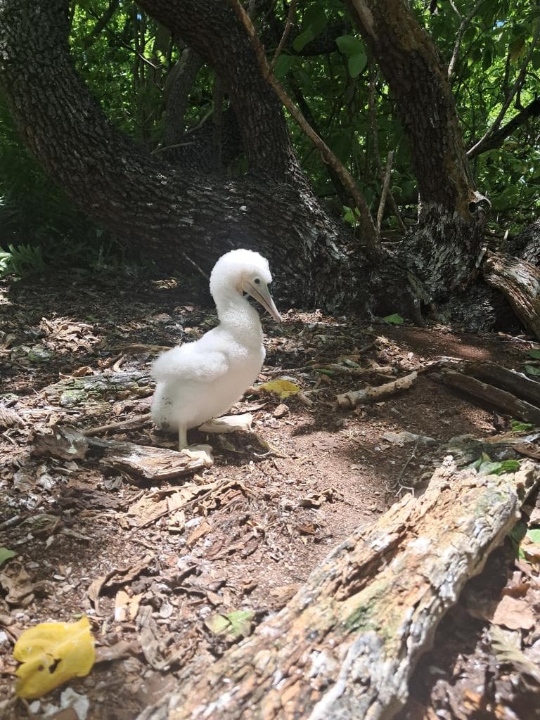 boobie chick