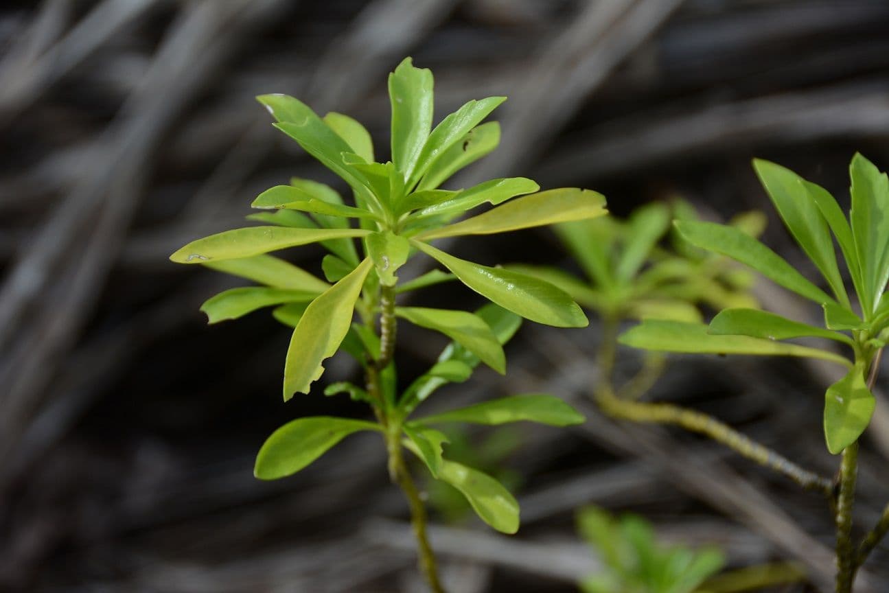 The edible leaves have a distinct mustard taste