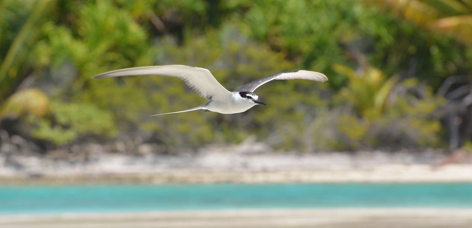 kaveka in flight