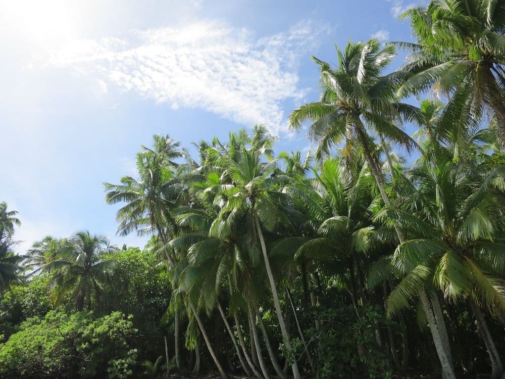 coconut trees on the motu