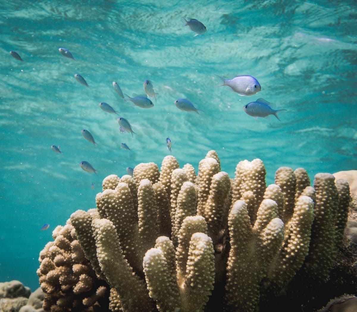 These small lagoon fairies are closely linked to living coral