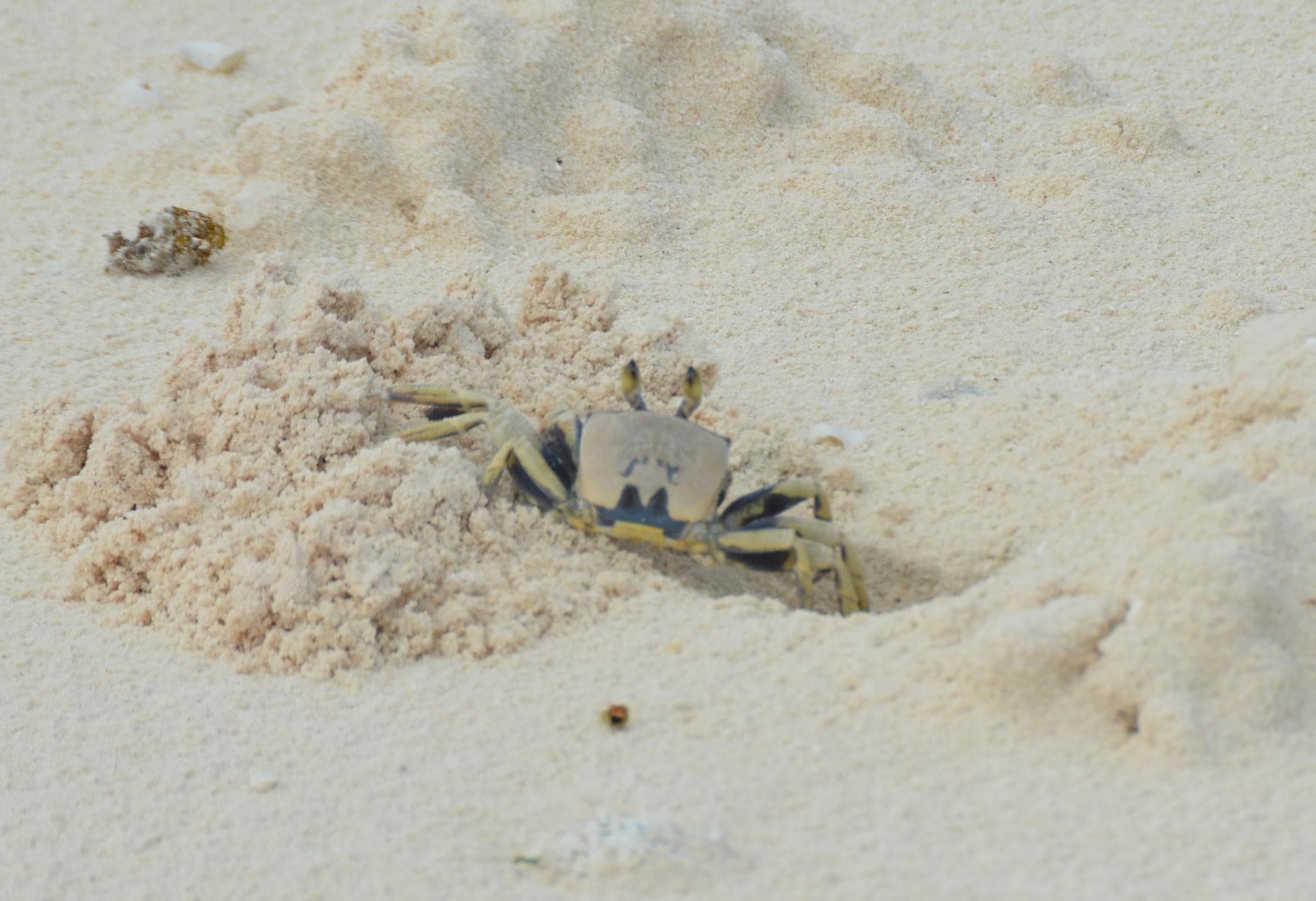 The horned ghost crab is the one that digs all the holes that can be found on the beaches of Onetahi.