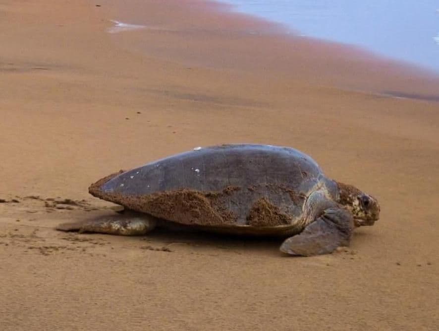 The Olive Ridley turtle is the smallest of the sea turtles and is one of the five species that can be found in French Polynesia.