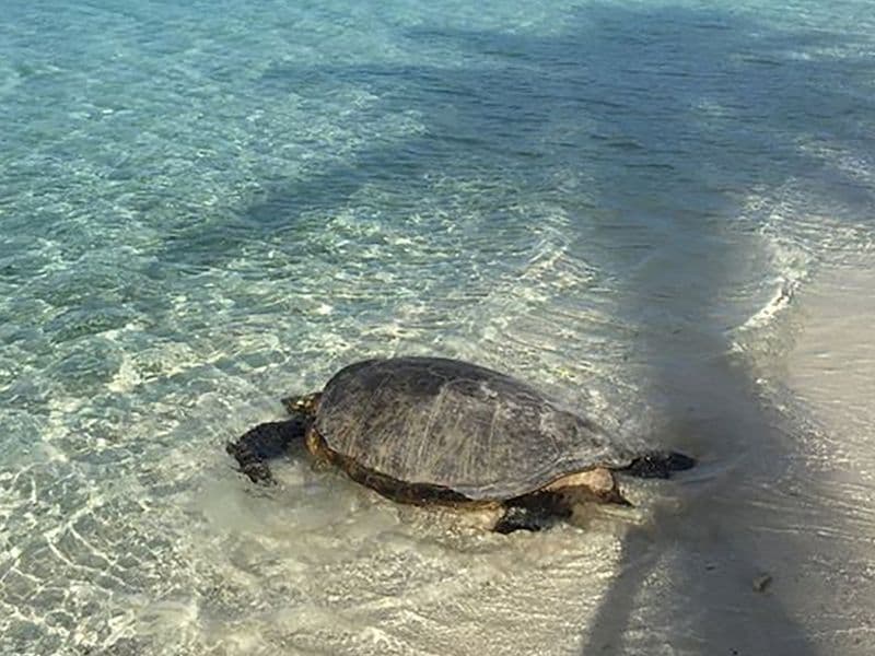 green turtle