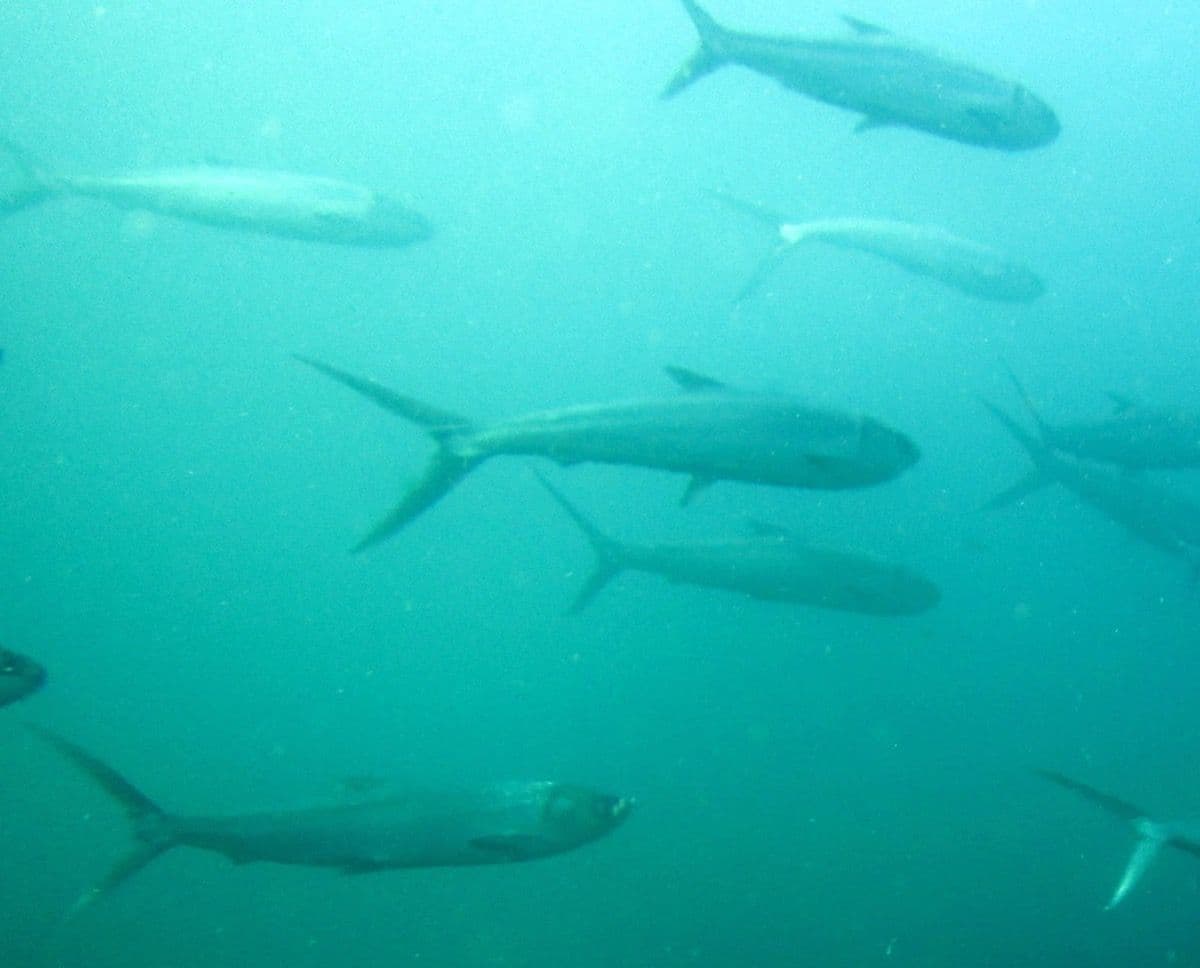 Adults gather in small or large schools near shore or reefs.