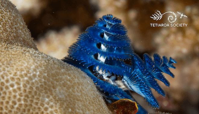 christmas tree worm
