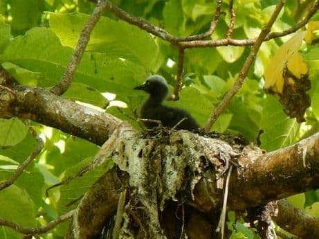 Baby Black Noddy