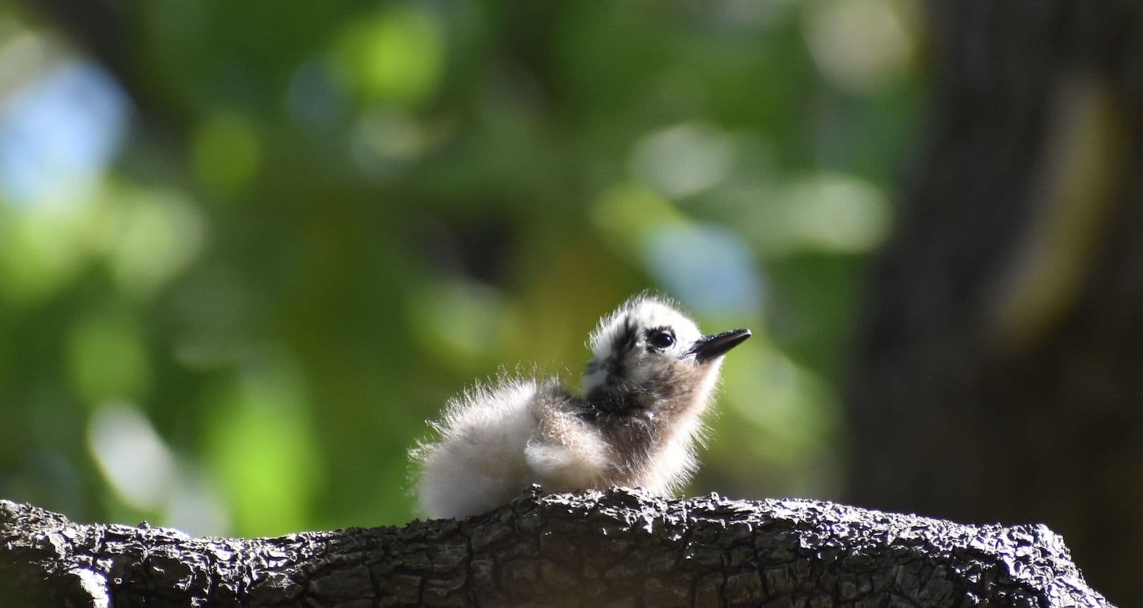white tern chick Tetiaroa Atoll
