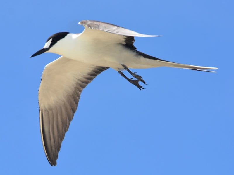 flying