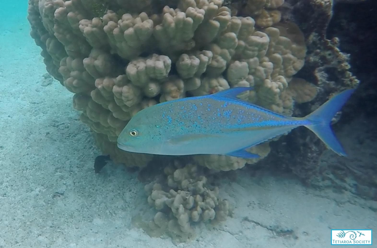 Iridescent fish