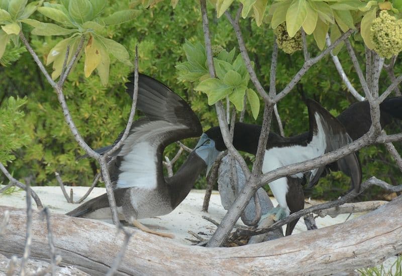 booby chick feeding