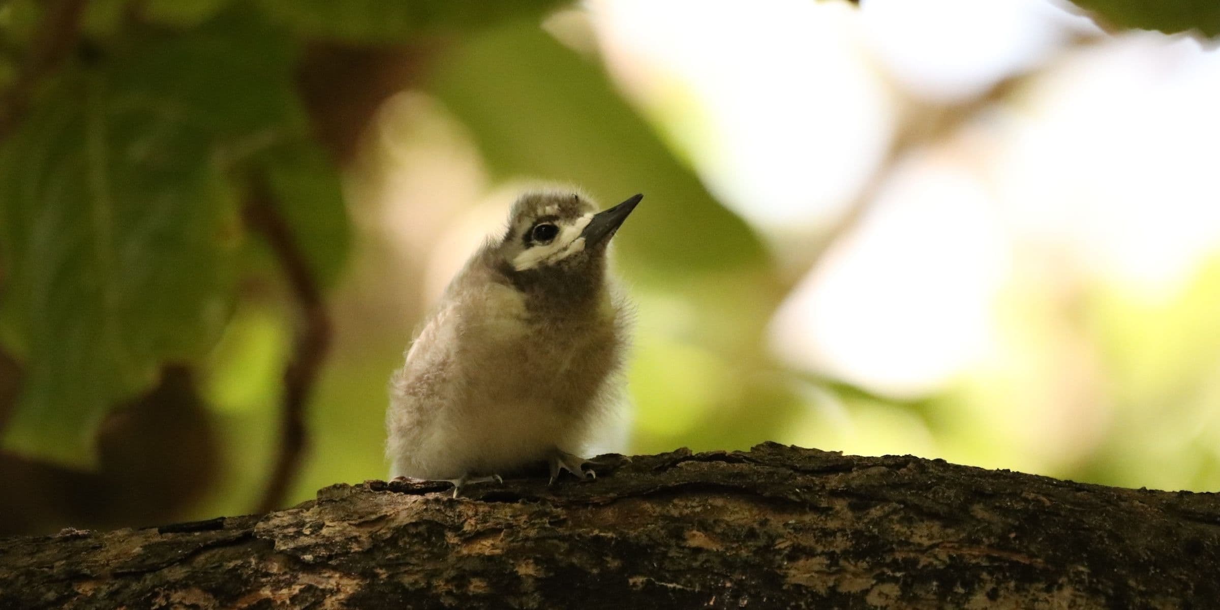 white tern chick on Tetiaroa atoll