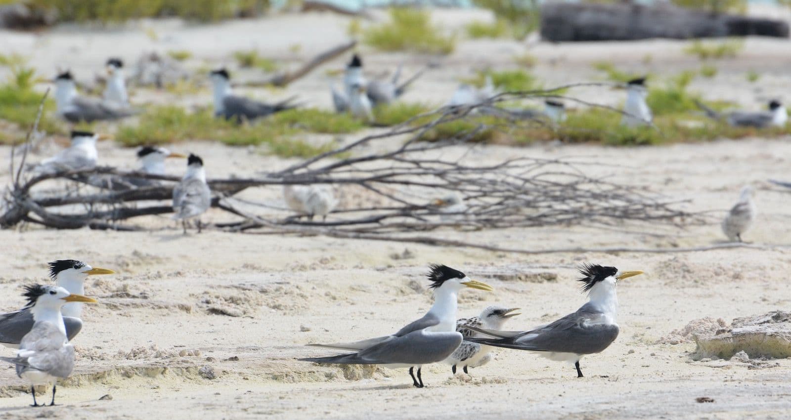 crested terns on Tetiaroa Atoll