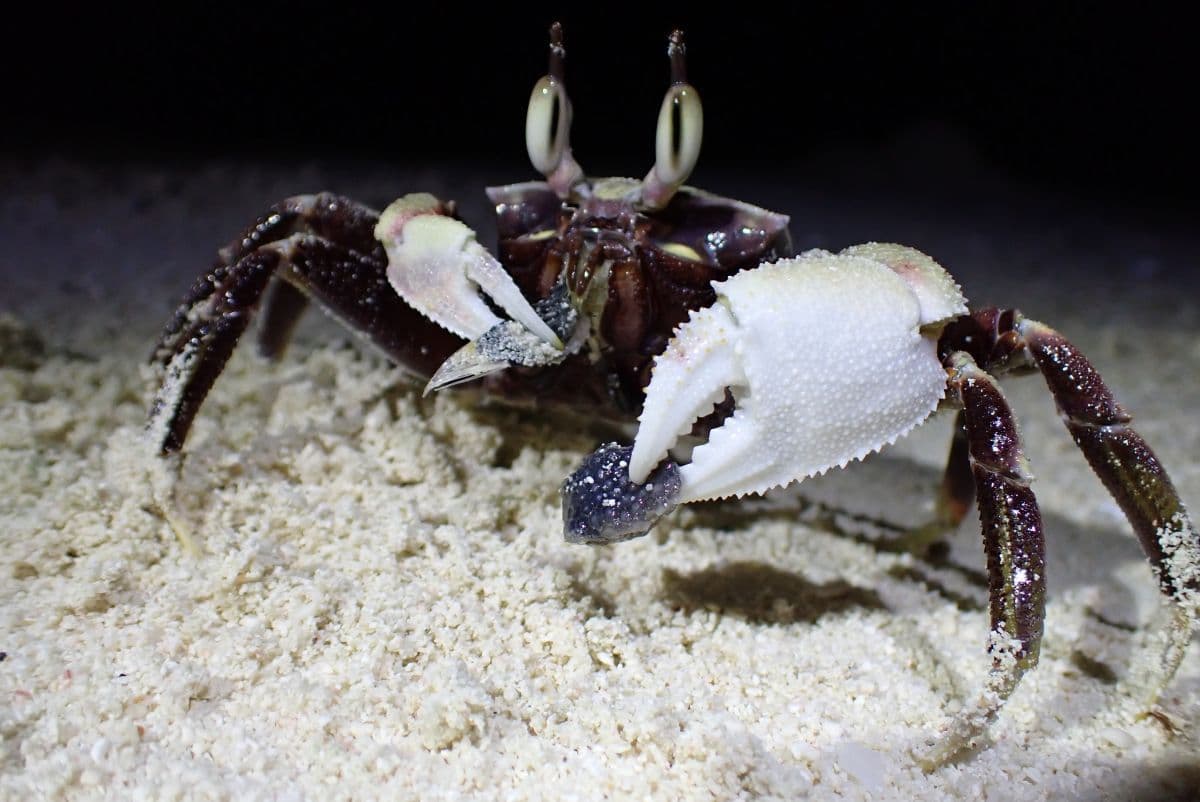 speedy ghost crab